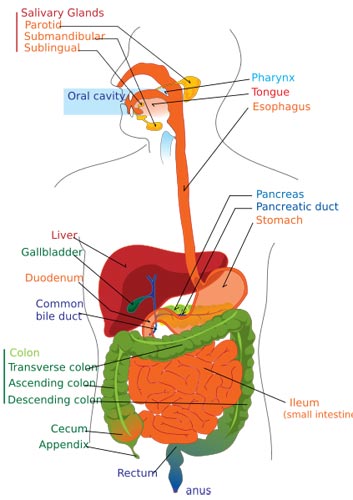 Image of a human digestive tract