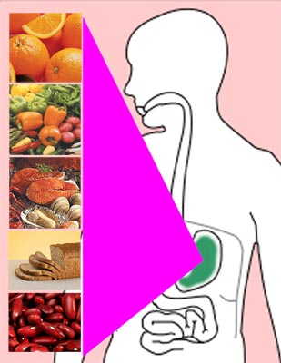 Image of food in stomach