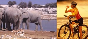 Picture of elephants and a person drinking water while riding a bicycle.